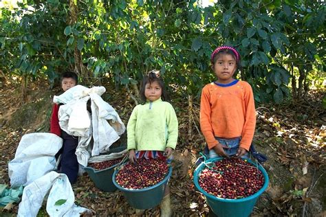  Congresso da Fazenda: Brazilian Rural Labor and the Shadow of Coffee Dependence